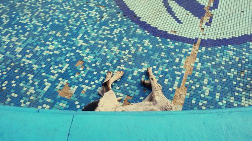 Low section of cat sitting by swimming pool