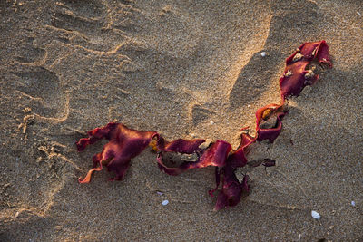 High angle view of dry leaves on beach