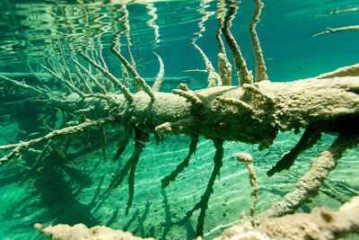 High angle view of sea and plants