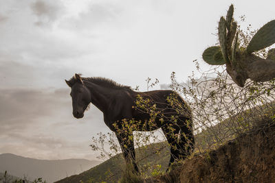 Horse standing on field against sky