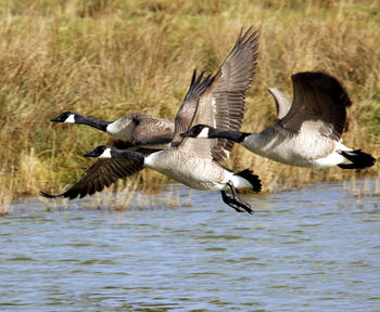 Flock of birds flying over lake