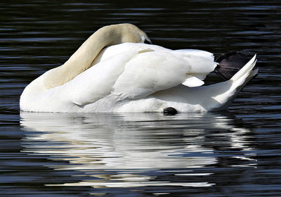 Swan floating in a lake