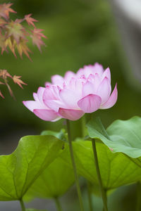 Close-up of pink lotus water lily