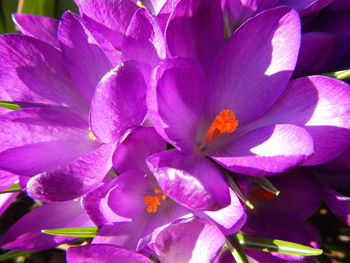 Close-up of purple flower