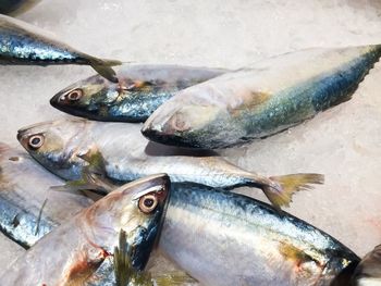 High angle view of fish for sale