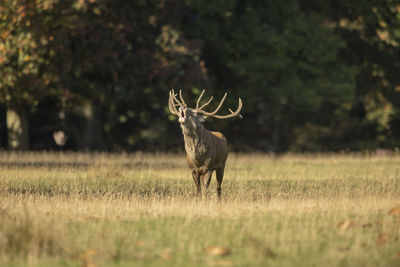 Close up of a red deer stag cervus elaphus calling during rutting season in autumn, uk.