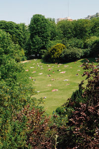 Scenic view of grassy field