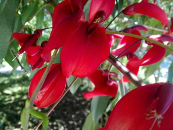 Close-up of red flowers blooming on tree