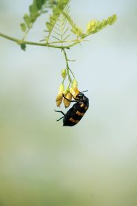 Close-up of insect hanging on yellow leaf