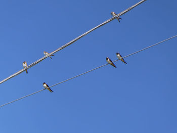 Low angle view of birds perching on cable