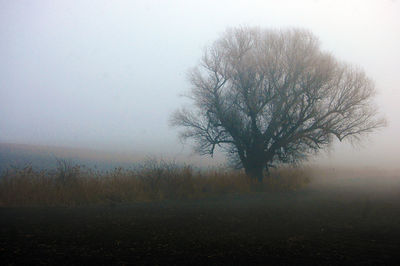 Scenic view of landscape in foggy weather