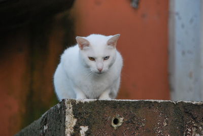 Close-up of cat