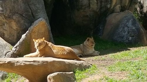 Animal resting on rock