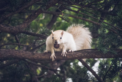 Low angle view of squirrel on tree 