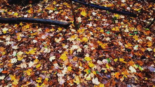 Close-up of maple leaves fallen in autumn