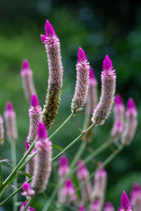 Close-up of pink flowering plant on field