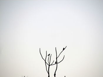 Low angle view of bird perching on bare tree against clear sky