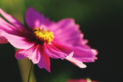 Close-up of pink cosmos flower blooming outdoors