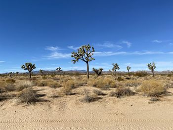 Yucca brevifolia landscape orchestra of trees.