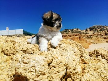View of dog on rock against clear blue sky