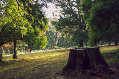 Trees in park