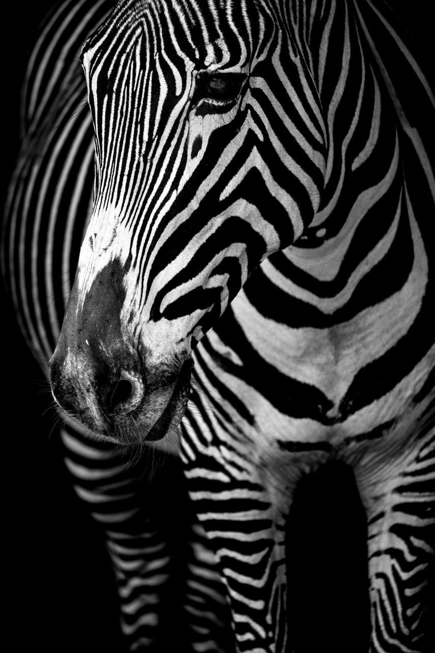 CLOSE-UP OF ZEBRA IN BLACK BACKGROUND