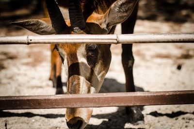 Close-up of horse in ranch