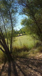 Trees on grassy field