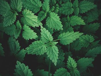 Full frame shot of fresh green leaves