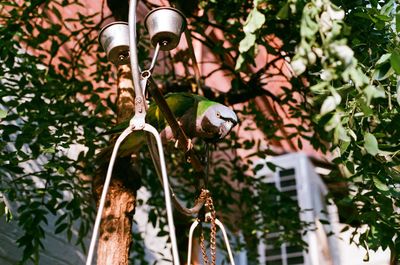 Low angle view of lighting equipment hanging on tree