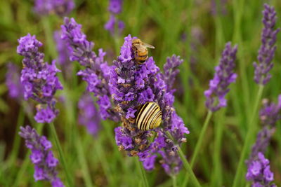 Close-up of bee and snail on purple flowers