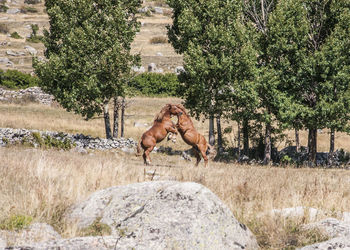 Horses fighting on field