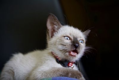 Close-up of cat looking away