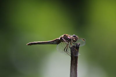 Close-up of damselfly on leaf