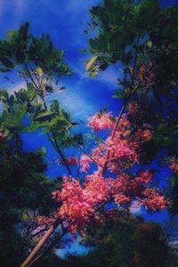 Low angle view of trees against blue sky