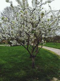 Close-up of flower tree against sky