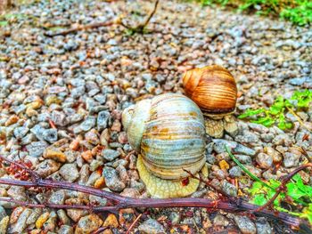 Close-up of snail on ground