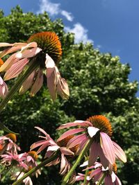 Close-up of coneflowers blooming on plant against sky