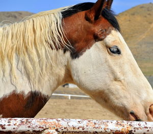 Close-up of a horse on field