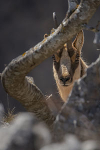 Close-up of giraffe