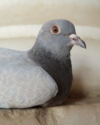 Close-up of pigeon