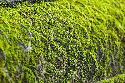 Full frame shot of green leaves