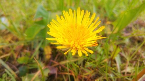 Close-up of dandelion flowers blooming in field