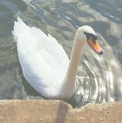 High angle view of swan swimming on lake