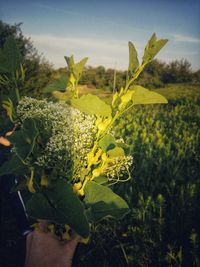 Close-up of yellow flowering plant on field