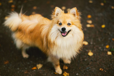 Portrait of dog standing on field