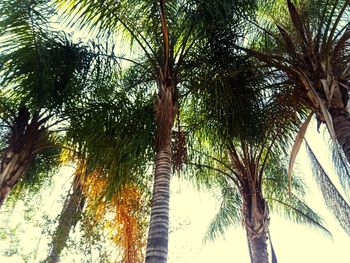 Low angle view of palm trees against sky