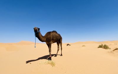 Camels standing on sand dune