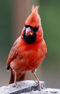 Close-up of bird perching on wood