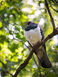 Low angle view of bird perching on branch